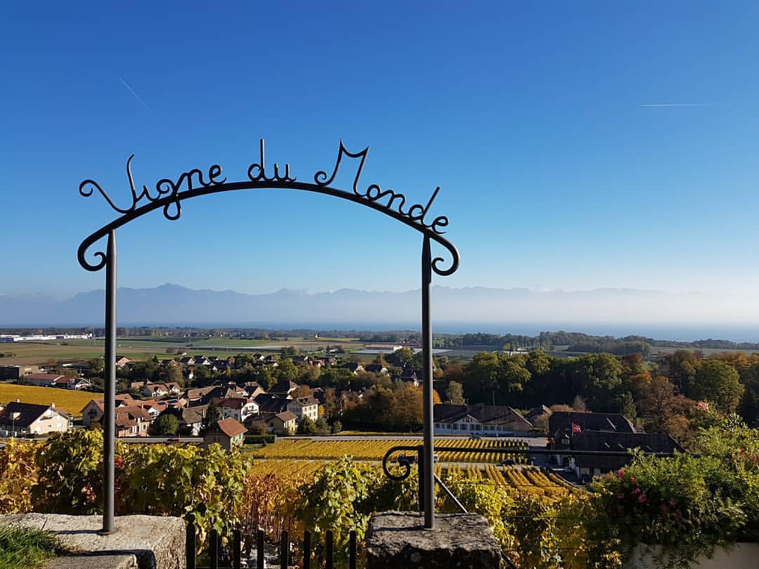 vigne du monde féchy