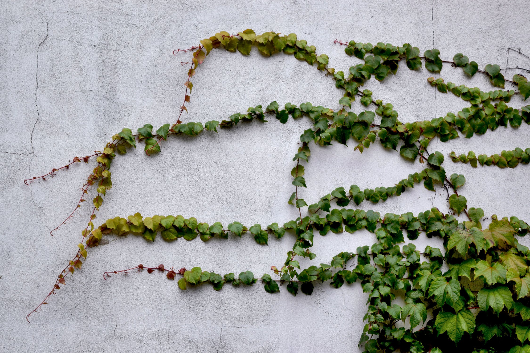 building-ivy-bluszcz-9680