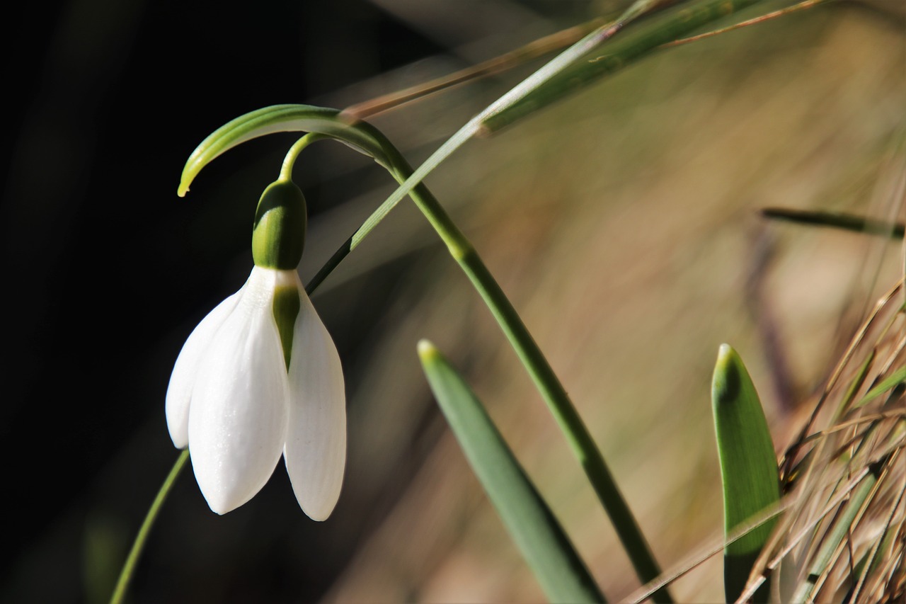 early-spring-3994576_1280