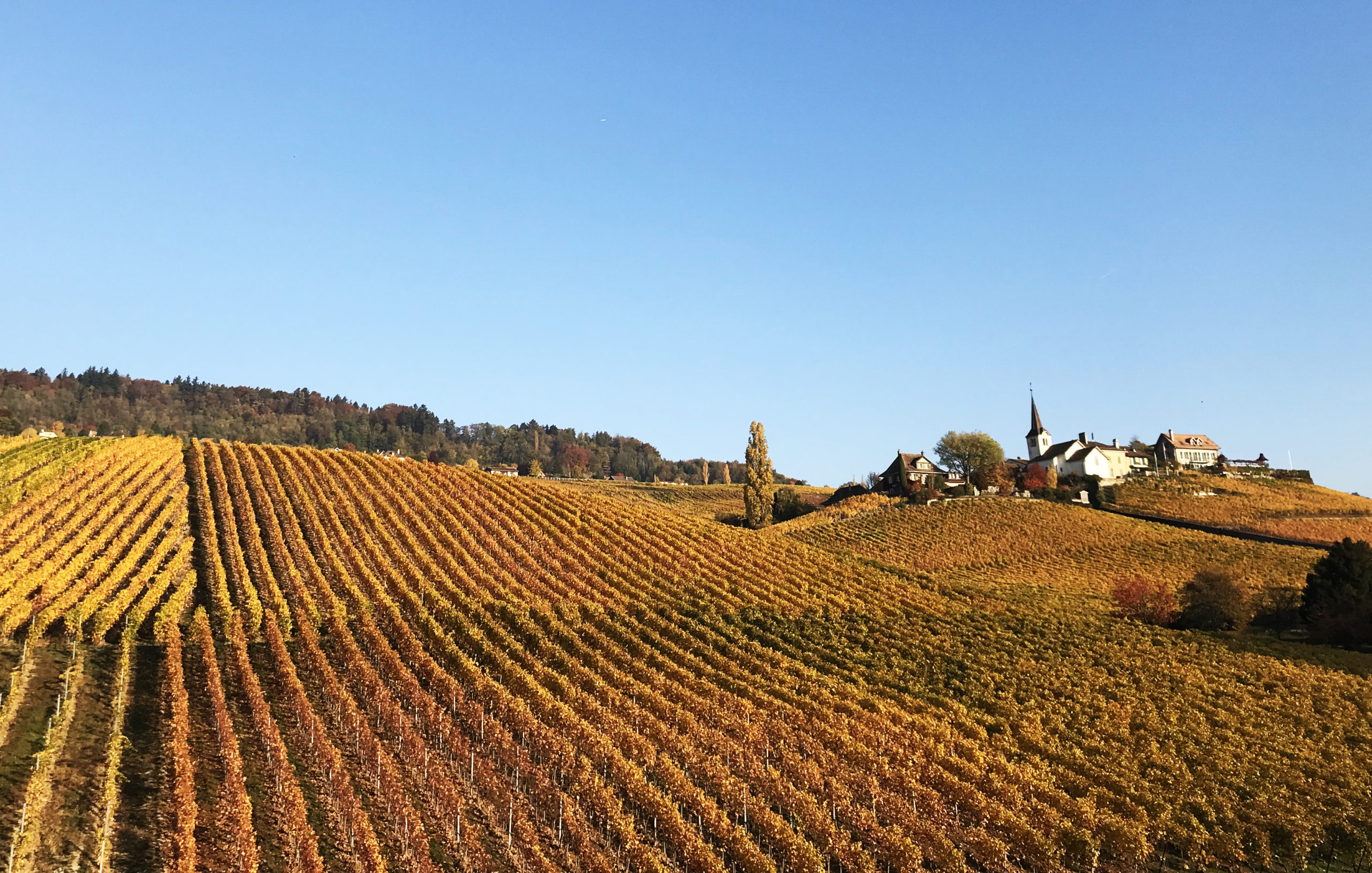 fechy_automne_17