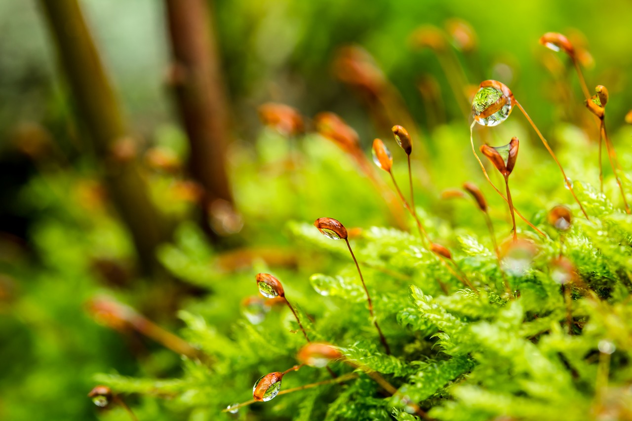 moss