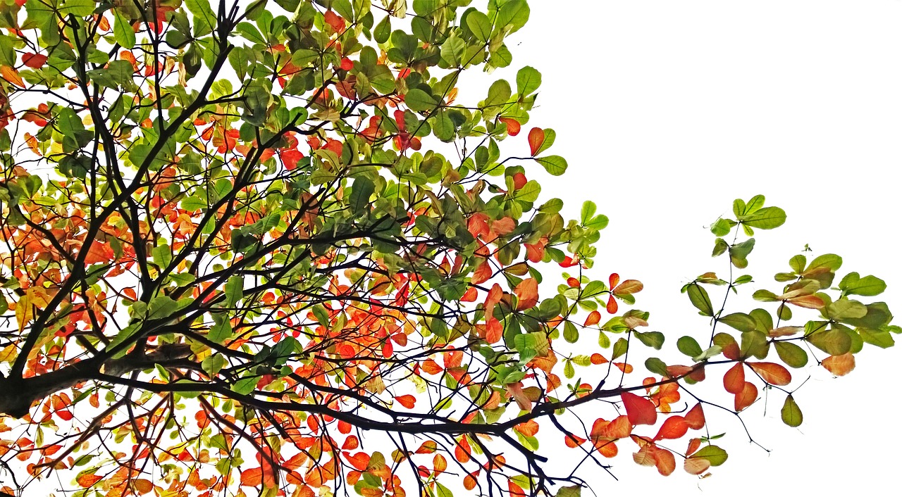 terminalia-catappa-2137221_1280